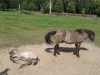20130807_140300-jpg