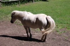 18.06.2012 Muzeum w Pieniężnie